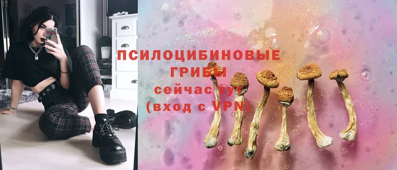 где найти наркотики  Ковылкино  Галлюциногенные грибы Cubensis 